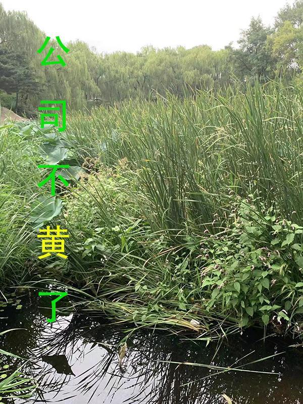 一夜情深霍少放肆宠全文免费阅读真人版